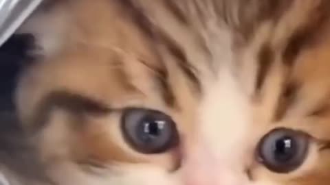 OMG So Cute Cat Video ❤ _cat _shorts