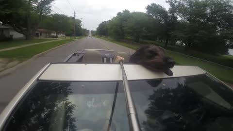 Our dog Faith riding in the car