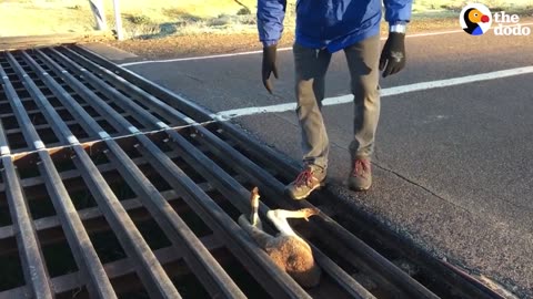 Kangaroo Rescued From Grate