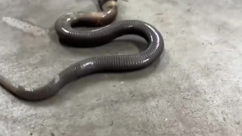 Baby Cobra tries hooding up! #thatmoment