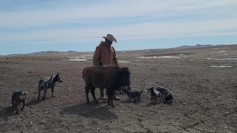 Wyatt the buffalo getting trained with the heelers