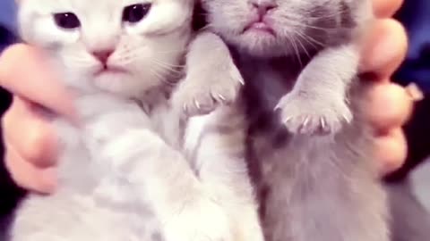 Cat viral video#papi videos #cat fight video