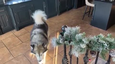 Adorable Little Girl And Husky Play Together! Phil Want's All The Attention Though!!
