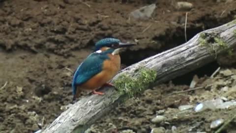 Kingfisher - Germany's Flying Diamond