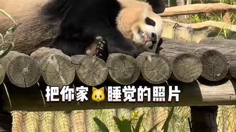 Giant pandas sleep soundly