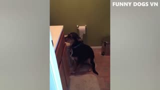 Funny dogs and cats