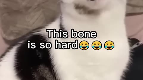 Funniest Cats in the World