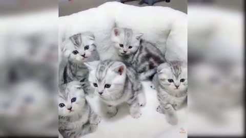 Funny 🤣 cats