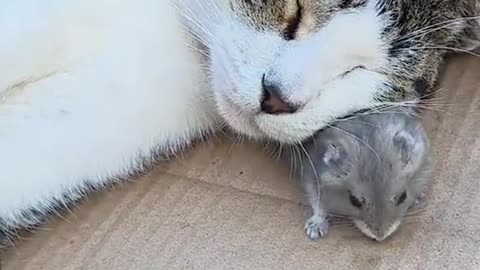 Cutieee kitten sleeping on mouse