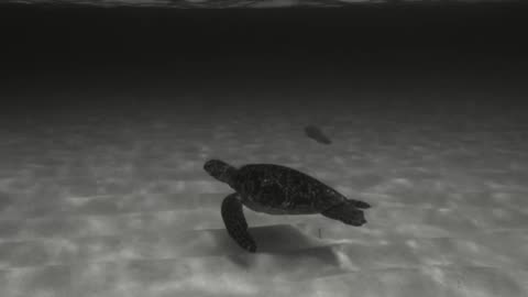 Sea cute turtle swimming