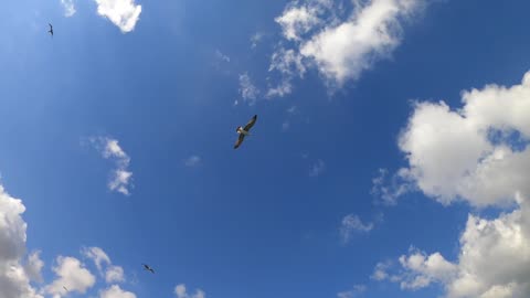 Gulls Seagulls Birds Fly Wild Wind Wings Animals