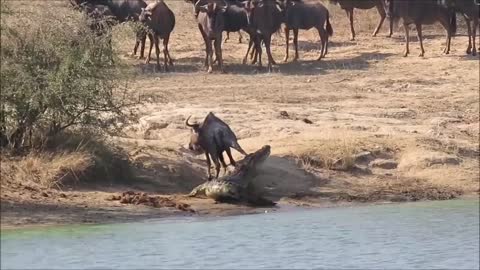 Struggling Wildebeest