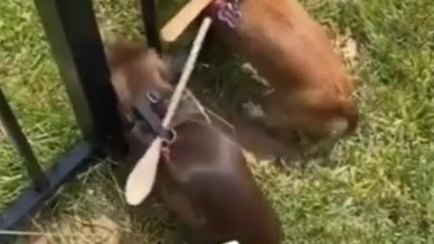 funny animals videos 🤣