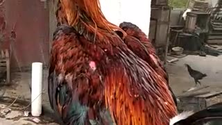 Ayam kesayangan