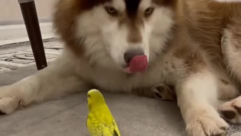 Husky playing with parrot
