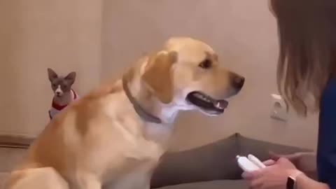 Funny Dog Reaction When His Owner Cutting Doggy Nail