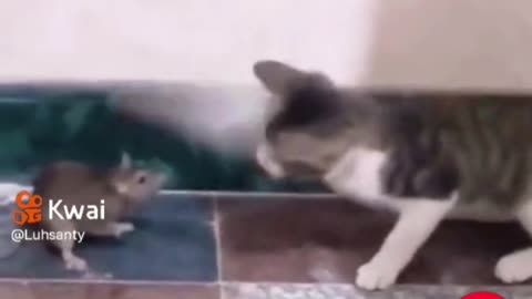 Gato e rato