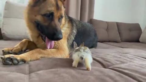 German Shepherd Loves Baby Bunny