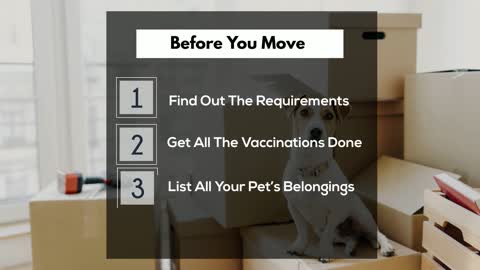 Complete Guide To Moving With Pets In Brisbane