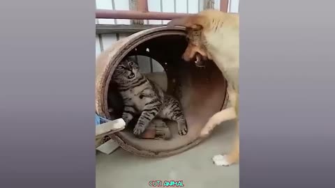 Funny dog and cat having fun