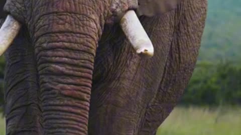 Massive Elephant approaches vehicle #safari #wildlife #wildlifesafari #animalshorts