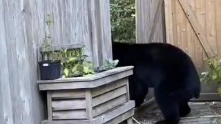 That bear 😅😂😂😂