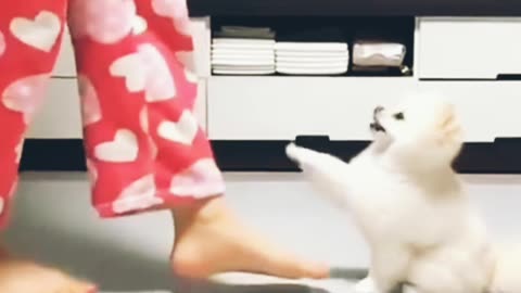 Cute Cat dance video