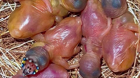 😱Breathtaking look of baby gouldian finch chicks