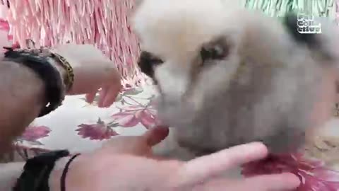 Tooo cute puppies learning and playing. PET