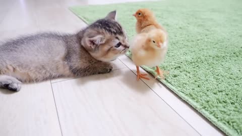 Kitten greets tiny Chicks for the first time