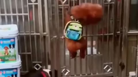 Animals funny video