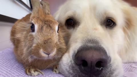 Adorable Golden Retriever Bailey Hugs Cute Rabbit Sam