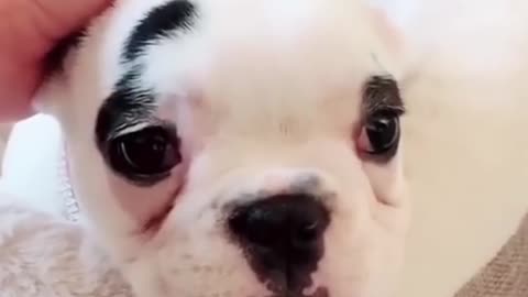 Funny & cute puppies