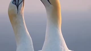 Beautiful birds