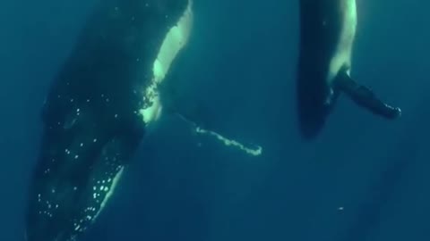 Humpback Whale Calf &Mom with Male Singer