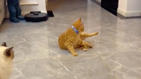 funny cat video