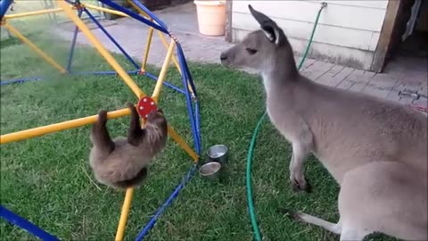 Baby Sloths Being Sloths