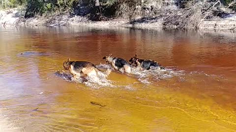 River Dogs