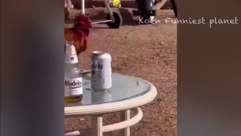 Rooster and beer
