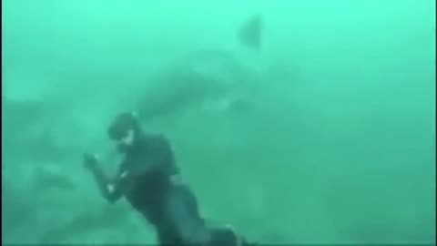 Diver almost eaten by a massive great white shark