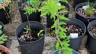 How to Store Bare Root Plants