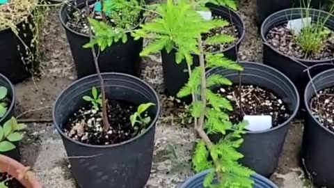 How to Store Bare Root Plants