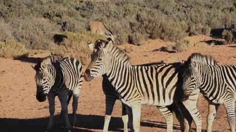 Zebra that a black/white colour ani...