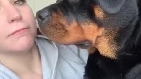 The Best Rottweiler Dog Challenge All the time