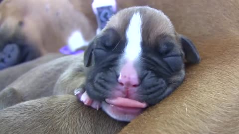 Boxer's Two-Day-Old Puppies (in HD)