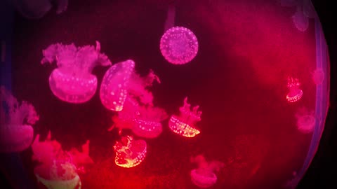 Jellyfish Swimming In Circular Motion In An Aquarium