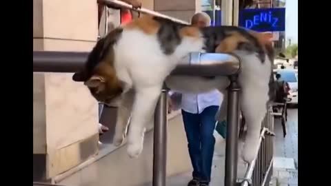 funny cat