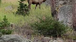 10 point Elk bull in Rocky Mountains, CO September 15, 2023