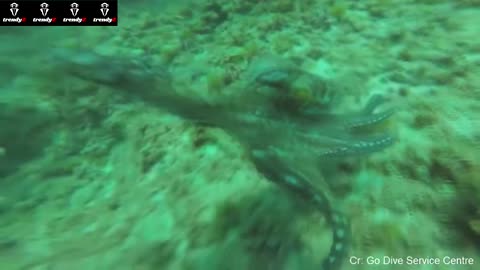 Watch an octopus attack a diver live on camera