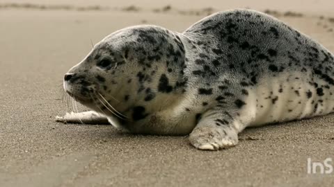 Cute seal on the beach short